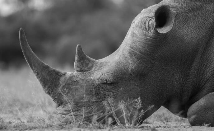 Technology developed by AxxonSoft to target poaching in Southern Africa