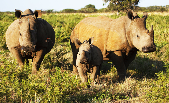 Milestone Systems makes newborn rhino an online star