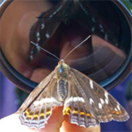 Through the Looking Glass:A Primer on Lenses