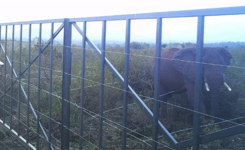 LiDAR technology helps to protect endangered Elephants in Kenya