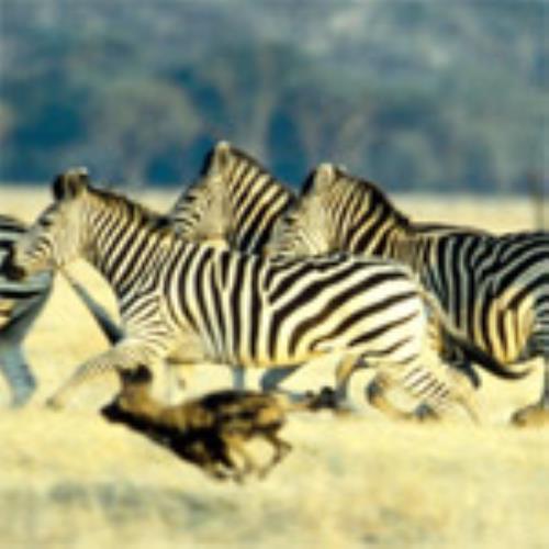 Sophisticated yet Emerging South Africa