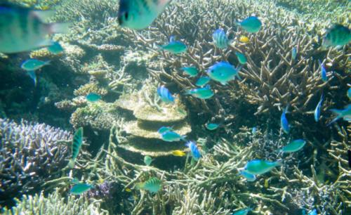 Videotec NXM housing monitors underwater ecosystem of Okinawa