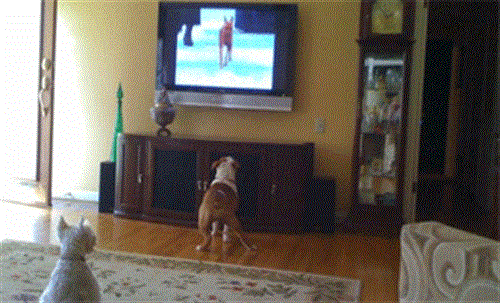 Pet Remote Monitoring Available through Smart Phone Application