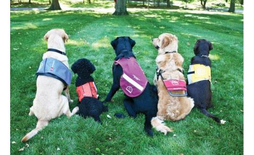 IndigoVision HD solution monitors guide dogs in Australia