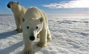 Remote town deploys Milestone camera/radar system to keep polar bears safe