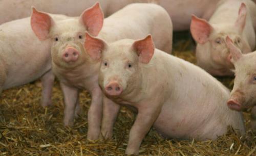 A simple way to weigh pigs – using Hikvision cameras