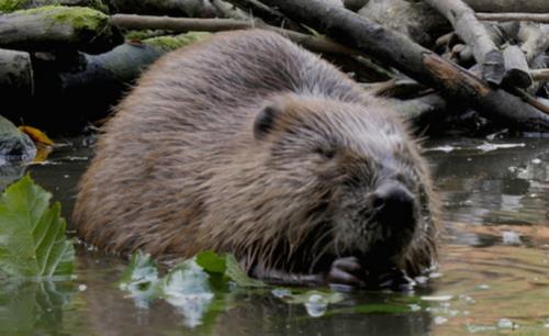 Spotlight on beavers: rare footage of beavers captured by Bosch
