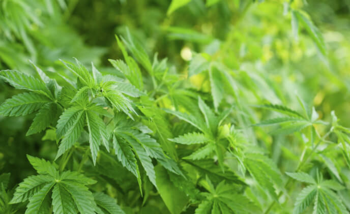 March Networks to secure Canadian retail cannabis dispensaries