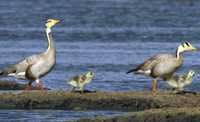 Hikvision to protect threatened bar-headed goose population