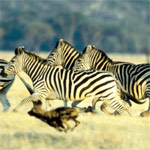 Sophisticated yet Emerging South Africa Sophisticated yet Emerging South Africa