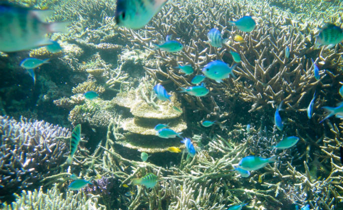 Videotec NXM housing monitors underwater ecosystem of Okinawa