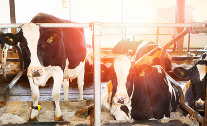 Nedap improves fertility, health and well-being of every animal in the herd