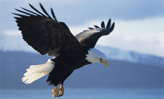 IQinVision Megapixel Cameras Take Flight at US Eagle Habitat