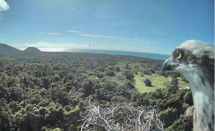 Daintree Rainforest Observatory monitors osprey nest with Milestone video 