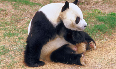 UK zoo pilots panda cam with panda man