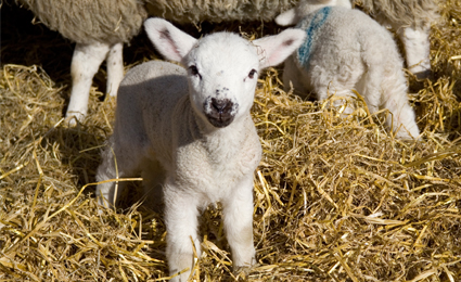 Share the happiness of lambing by Brickcom cameras