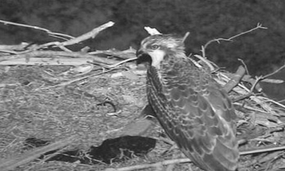 Iowa state park keeps birds eye view on ospreys