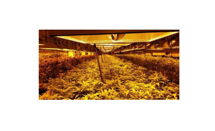 Optex REDSCAN laser detectors deployed at medical marijuana greenhouse