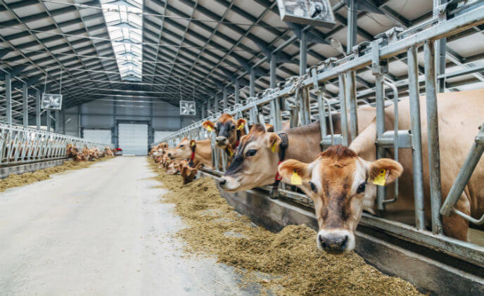 Cameras keep a watchful eye on livestock