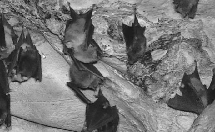 Bosch MIC cameras cover the bat caves of Borneo’s Mulu National Park