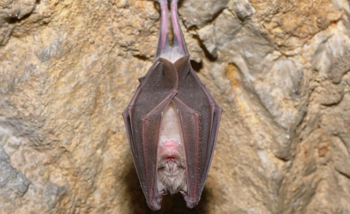 Bat watching in Borneo’s UNESCO World Heritage Mulu National Park with MIC Cameras from Bosch