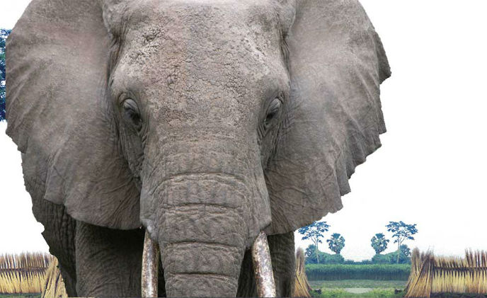 Fluidmesh joins WWF in fighting poachers in Africa