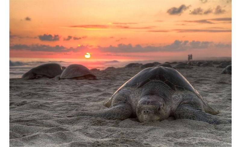 Smart Chip partners with WWF-India for the conservation of olive ridley turtles in the Odisha Coast, India