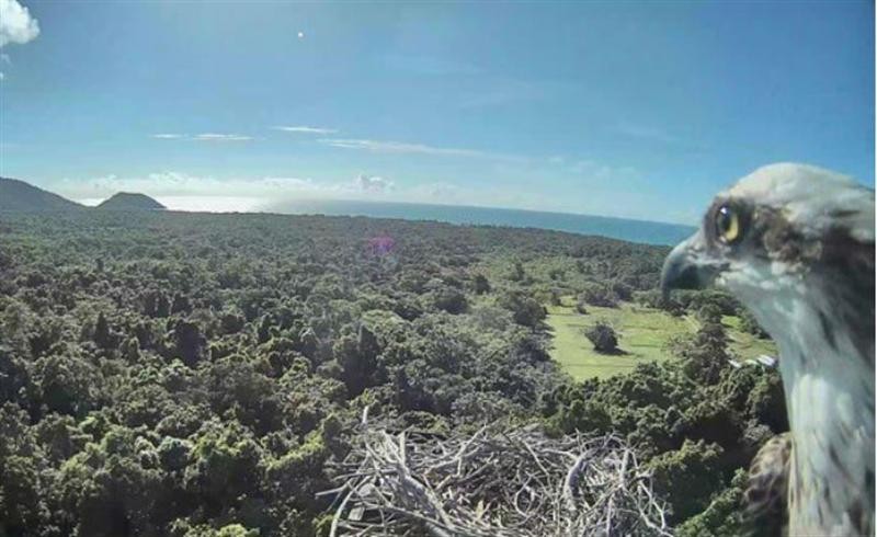 Daintree Rainforest Observatory monitors osprey nest with Milestone video